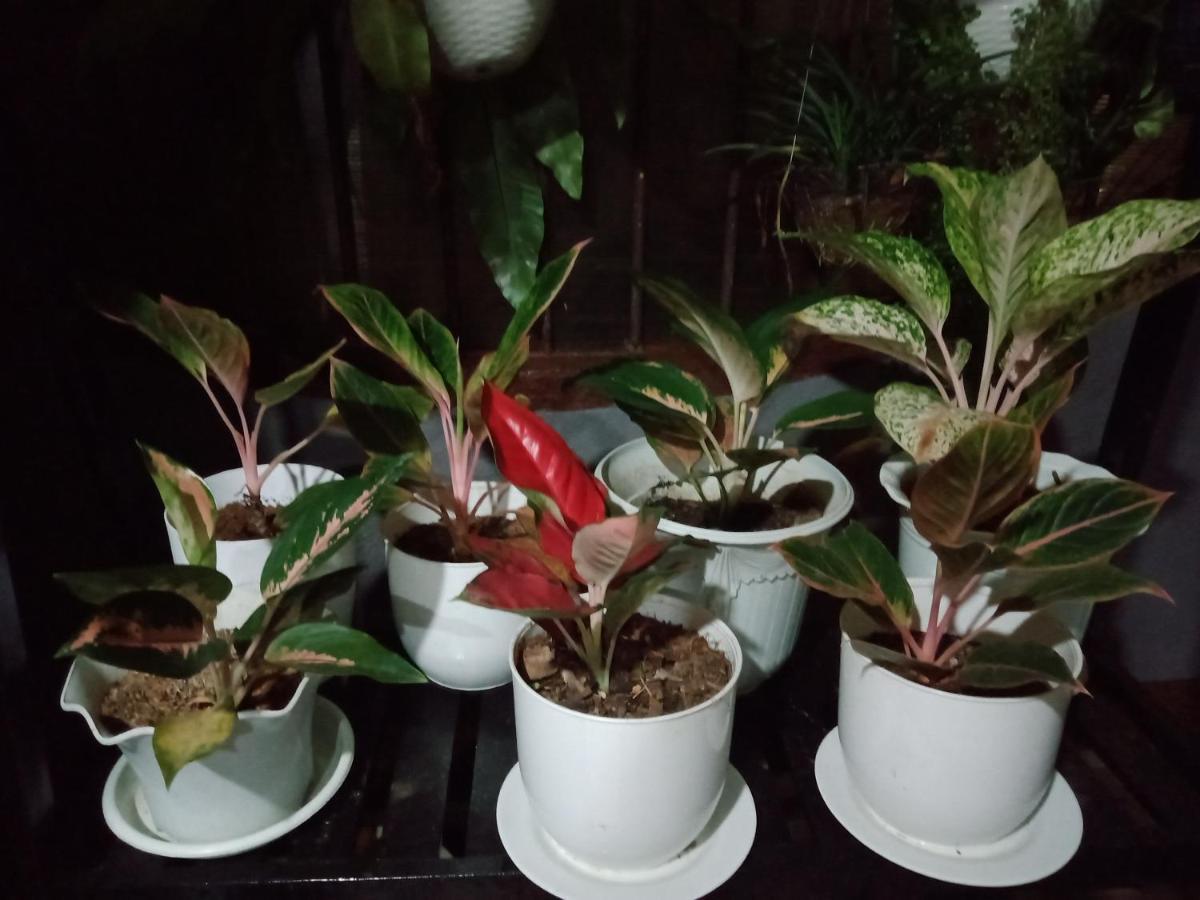 Dalindas Homestay Puerto Princesa Bagian luar foto
