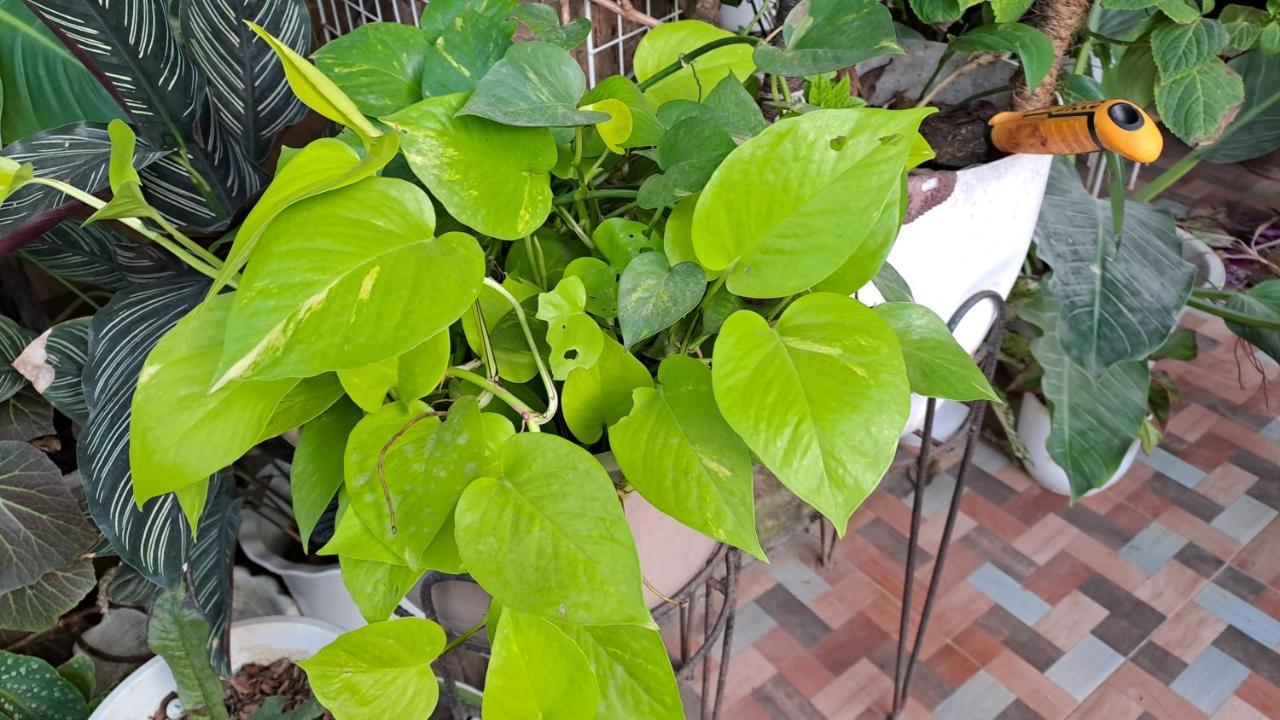 Dalindas Homestay Puerto Princesa Bagian luar foto